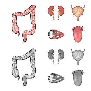 肾脏膀胱眼球舌头人体器官集合图标在卡通, 单色风格矢量符号股票插画网站