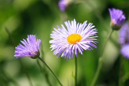 灯盏花小美花图片