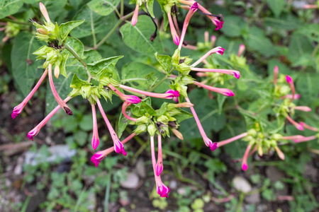 我们花园里的新花蕾