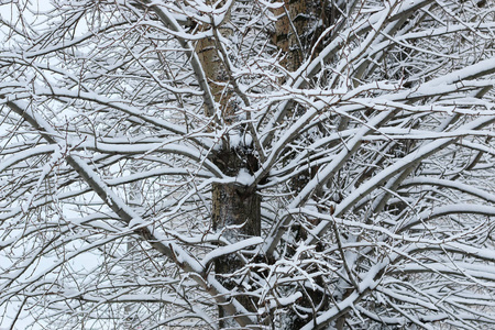 树枝上的冬雪