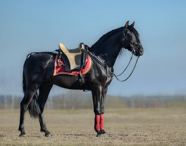 黑色西班牙马的全身画像与葡萄牙马鞍在春天领域照片