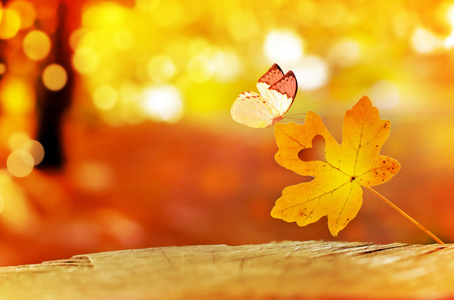 秋天的黄叶和蝴蝶的背景