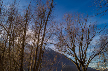 冬天的蓝天下森林里的树木