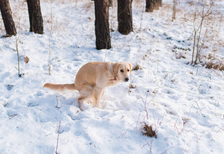 狗在森林里的白雪中鸣叫。
