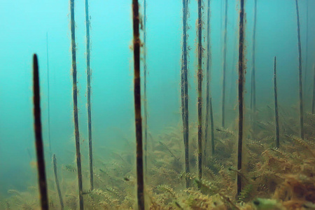 红树林区鱼类水下景观研究