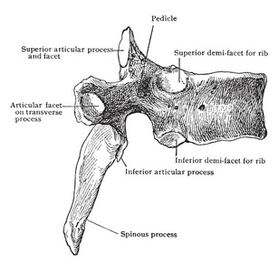 这个插图代表第六胸椎从侧面, 复古线画或雕刻插图