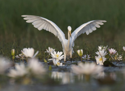 白鹭在水百合池塘图片