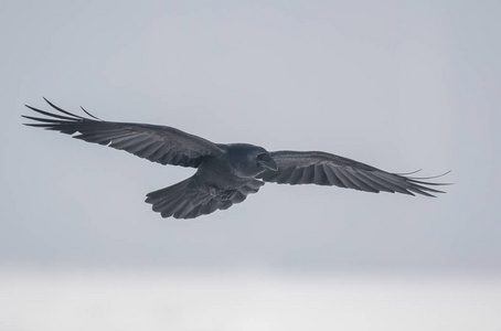 飞行乌鸦图片