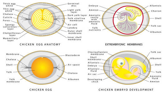 鸡卵结构白色背景.卵中鸟胚的横断面照片