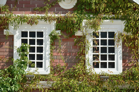 在绿色墙壁上的白色窗口与攀登植物。天然绿叶草盖墙带白色窗户背景, 生态友好背景