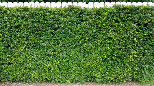 白色木栅栏树墙照片