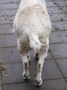 荷兰 Zaanse Schans 的白山羊驴