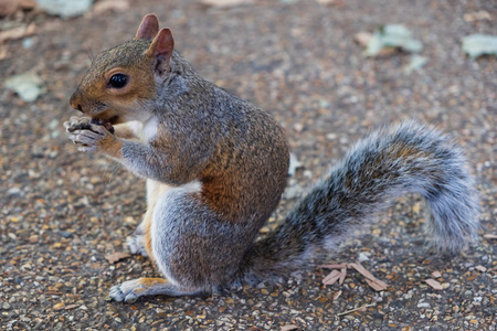 松鼠在英国伦敦圣詹姆斯公园的地面上吃东西
