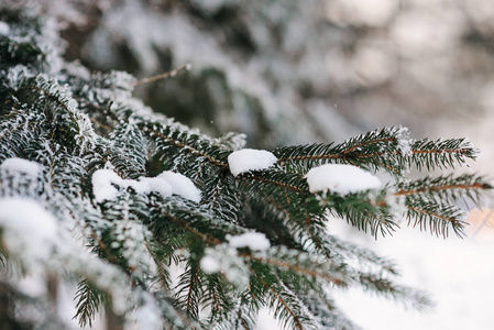 冬日的松树树枝上布满霜冻的奇迹