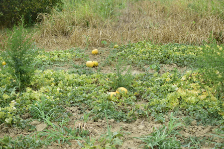 花园里的瓜和西瓜床。种植瓜