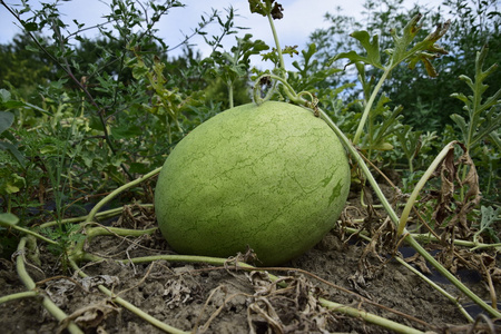 西瓜有光和厚的皮肤好可移植性。种植瓜