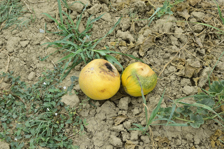 防治甜瓜病害照片