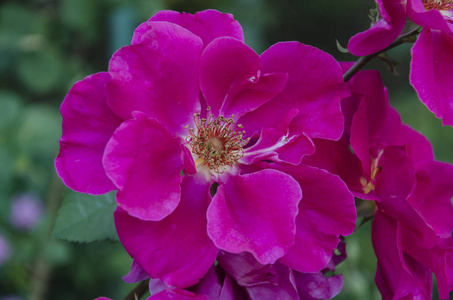 一朵玫瑰花盛开在花园里, 由夏日温暖的一天, 特写