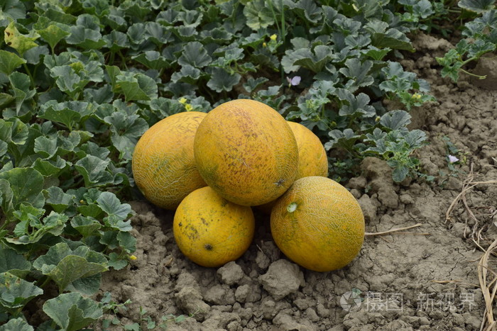 熟瓜新作物
