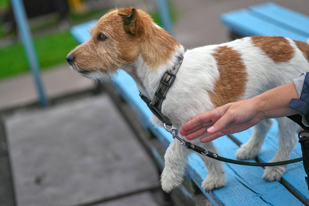 猎犬犬品种的狗打算狩猎筑巢动物