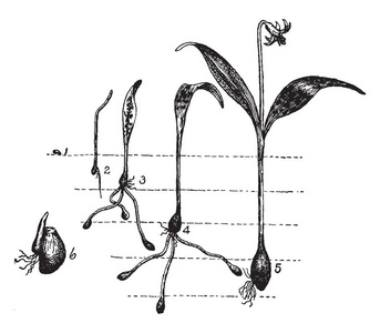 一幅画, 显示狗牙紫罗兰的阶段。它原产于北美洲。这是从种子到植物, 复古线画或雕刻插图的发展阶段