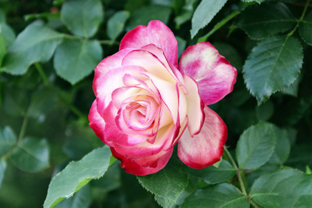 一朵粉红色玫瑰花盛开在花园里的一个温暖的夏日, 特写