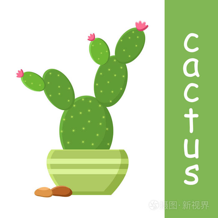 开花的仙人掌.矢量插图
