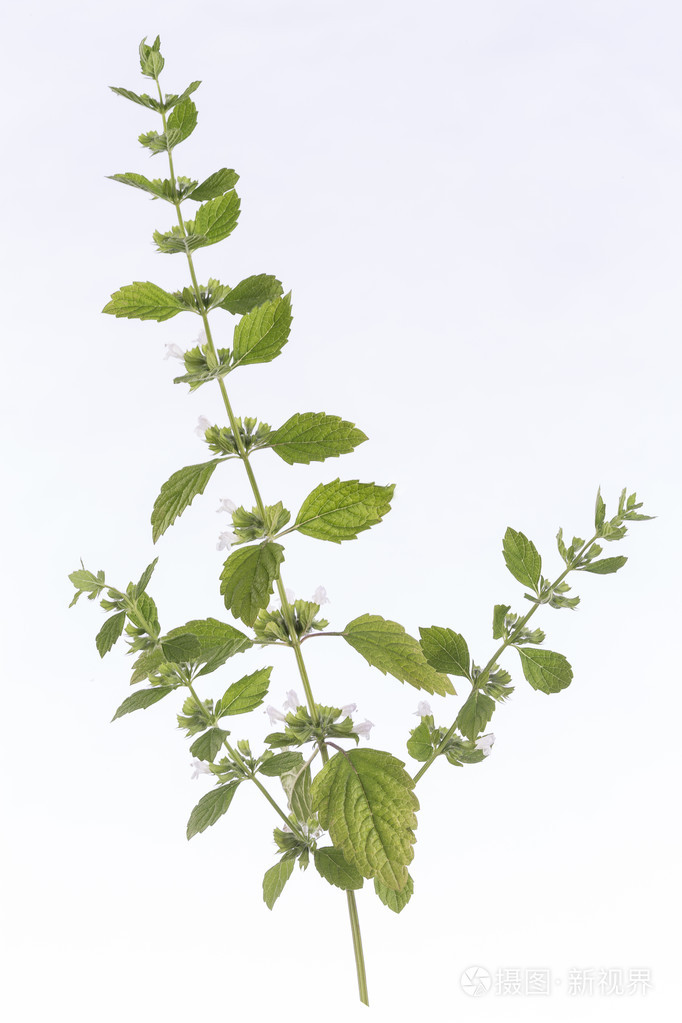 柠檬香蜂草香蜂花叶