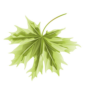 色的叶槭树矢量插画