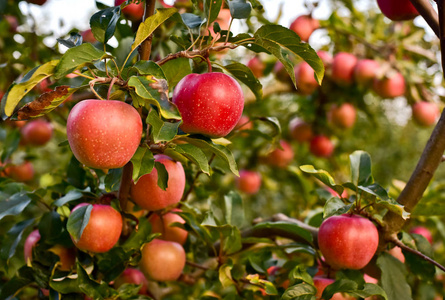 苹果树枝上成熟的苹果