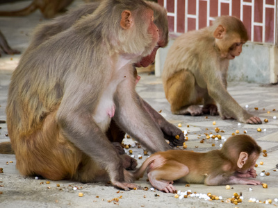 印度 宝贝的猴子，它在神圣的庙宇的家庭