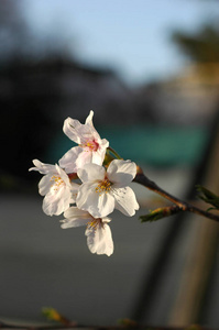 美丽的樱花樱花在春天的时候，在蓝蓝的天空