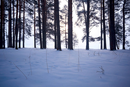 雪路沿冬天森林风景