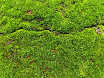背景是一只绿色的小苔藓。非常小的绿色苔藓它一直在岩石上。使用扩展的宏透镜拍照
