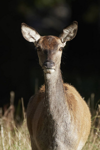 红色鹿在它的自然栖所在丹麦