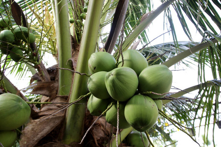 椰子树上的一堆小椰子图片