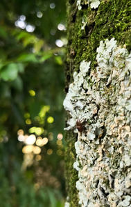 白色地衣和真菌和绿色苔藓覆盖的树干上的小褐色昆虫