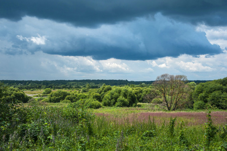 开放的树木繁茂的地区图片
