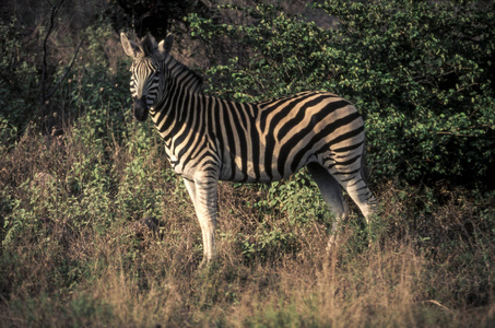 平原斑马 马 burchellii, 克鲁格国家公园, 姆普马兰加, 南非