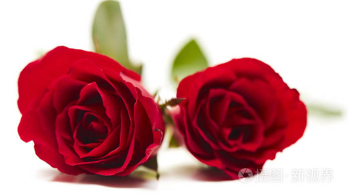 白色背景上的两朵红玫瑰, 爱情与婚姻的概念, 设计的空白空间