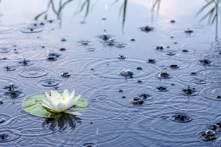 美丽白睡莲在雨中