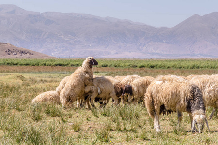羊群放牧在一个大的草地上的背景高山。广角视图