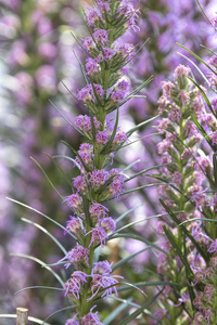 liatris 麦冬花盛开