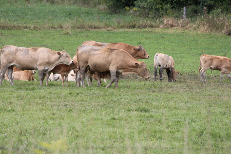夏季末期在小牧场聚集的浅褐色有色奶牛