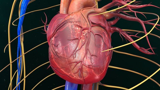 人的心脏解剖照片