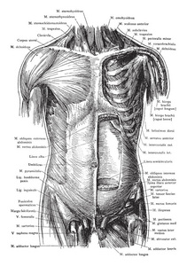 这个插图代表躯干的肌肉前视图, 复古线绘画或雕刻插图