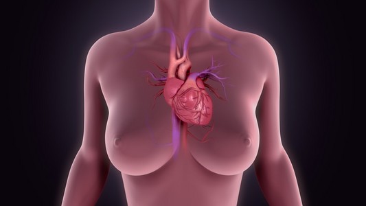 人体心脏器官