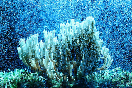 天然珊瑚菇宏观观