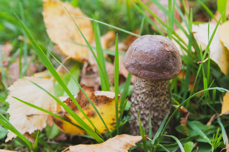 秋初蘑菇单面在森林中生长