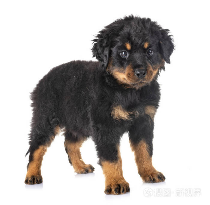 在白色背景前的小狗罗威纳犬照片 正版商用图片0smmcg 摄图新视界